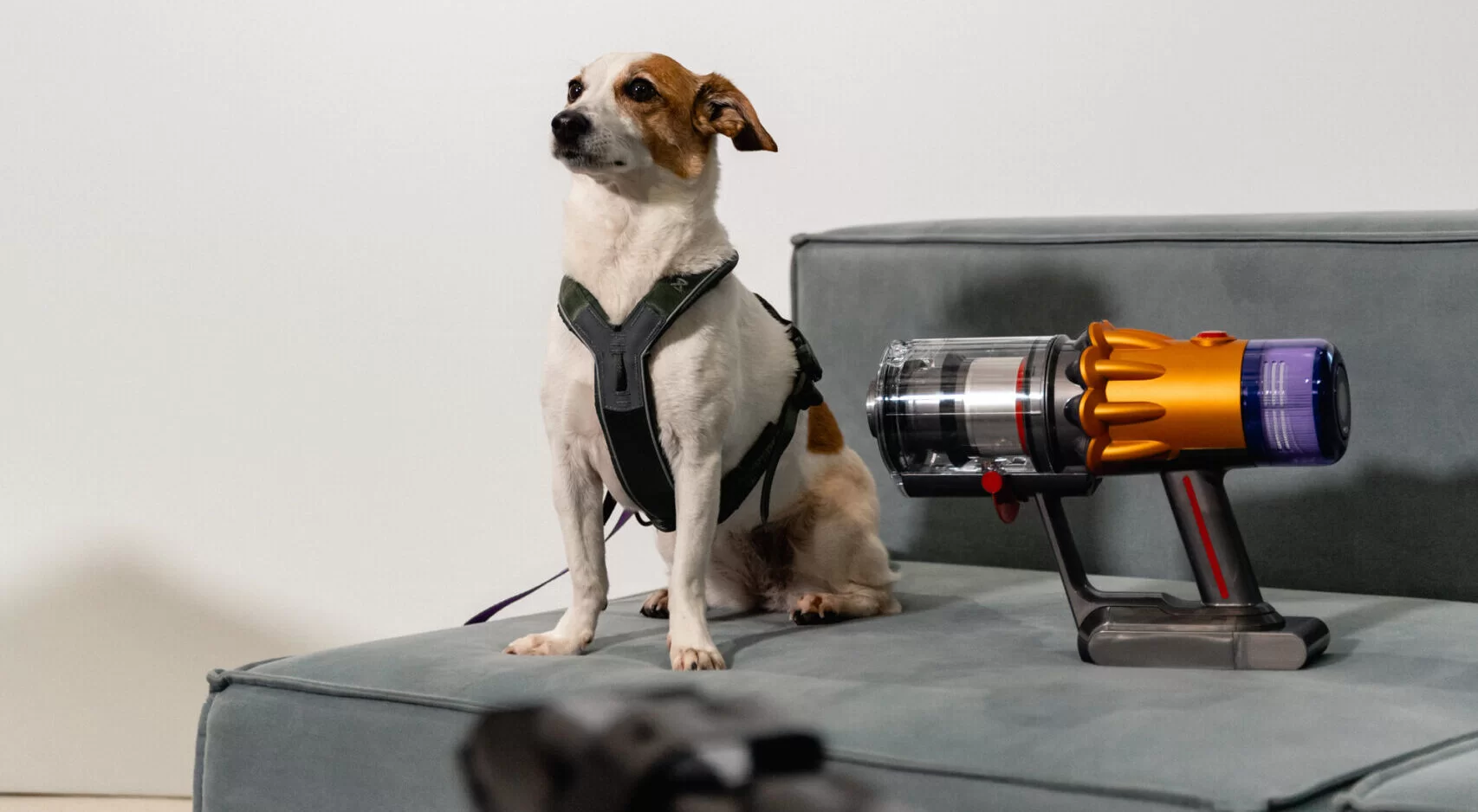 14.-Dyson-Pet-Event-scaled-e1697287311263